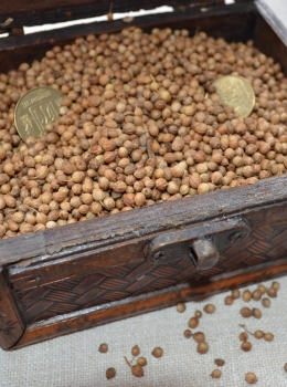 Коріандр в зернах